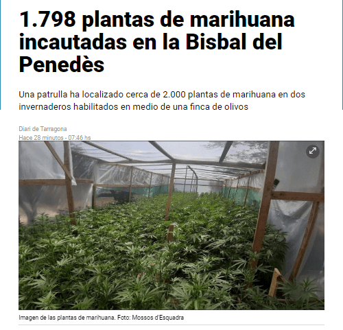 1.798 plantas de marihuana incautadas en la Bisbal del Penedés.