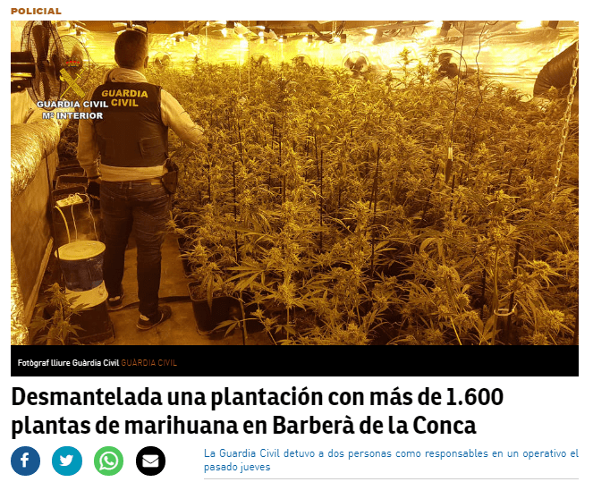 Desmantelada una plantación con más de 1.600 plantas de marihuana en Barbaerá de la Cosca.